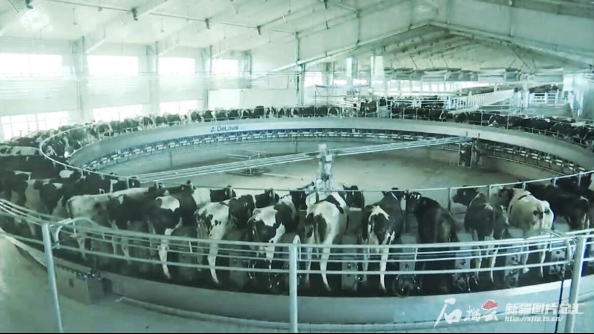 高质量发展调研行·走进昌吉｜畜牧产业园里奶牛过上“智慧生活”(图1)