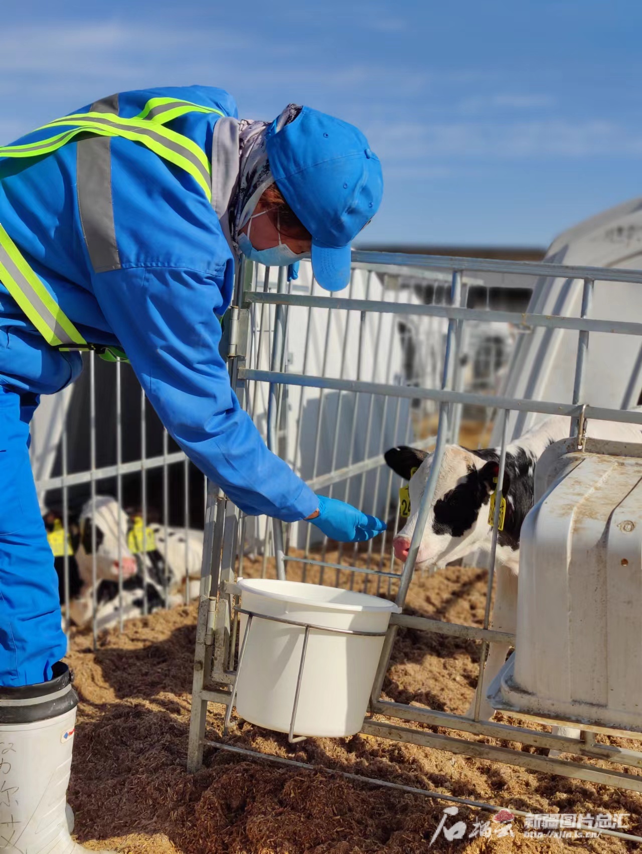 高质量发展调研行·走进昌吉｜畜牧产业园里奶牛过上“智慧生活”(图2)