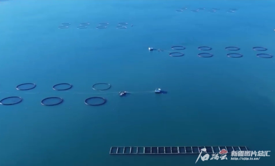 “疆”阔凭鱼跃——新疆三文鱼三产融合发展观察(图1)