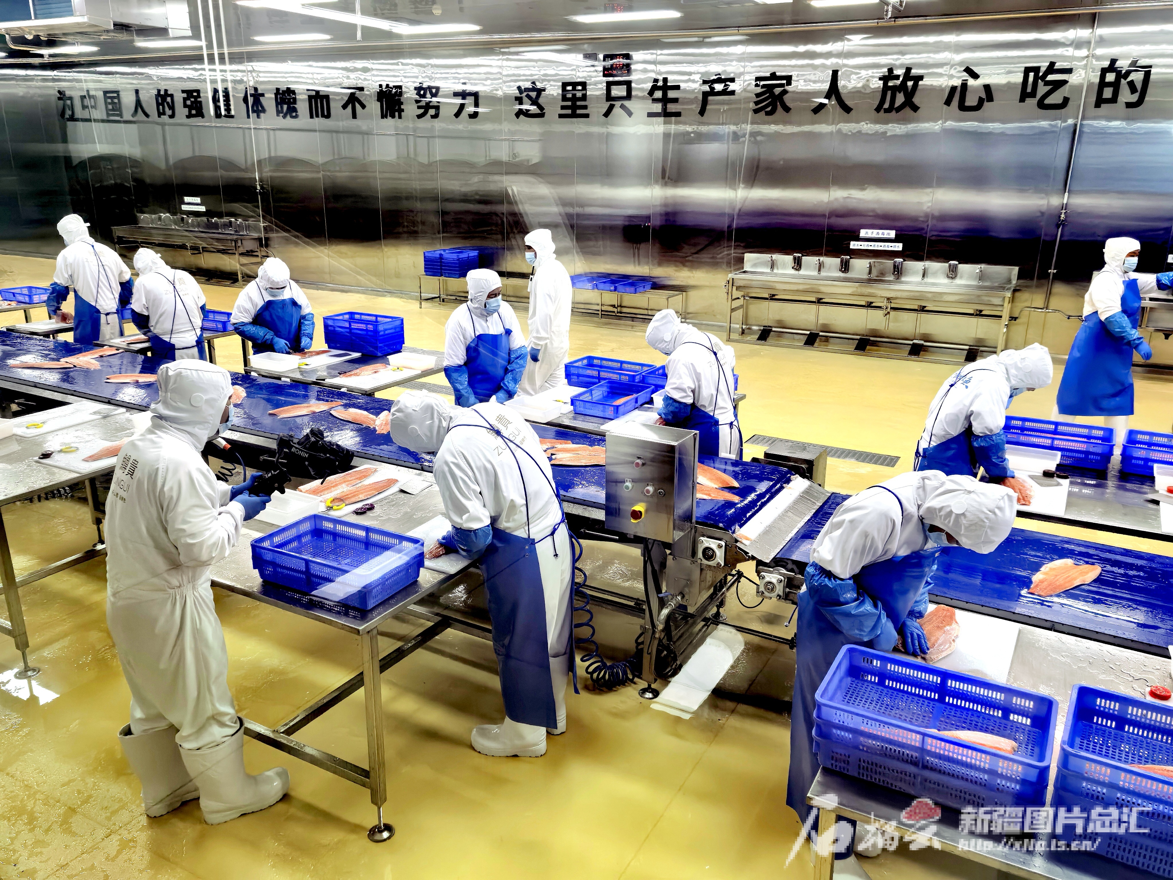 “疆”阔凭鱼跃——新疆三文鱼三产融合发展观察(图3)