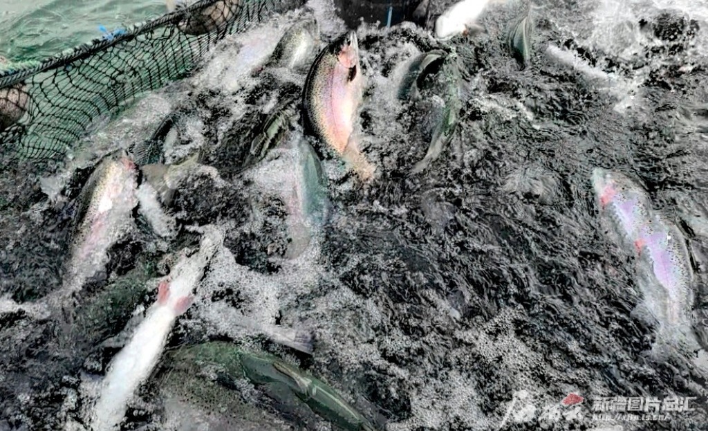 “疆”阔凭鱼跃——新疆三文鱼三产融合发展观察(图4)