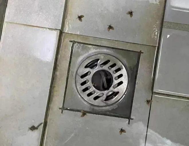 【随手一拍】男子被迫摘除眼球！这种虫几乎家家都有……(图2)