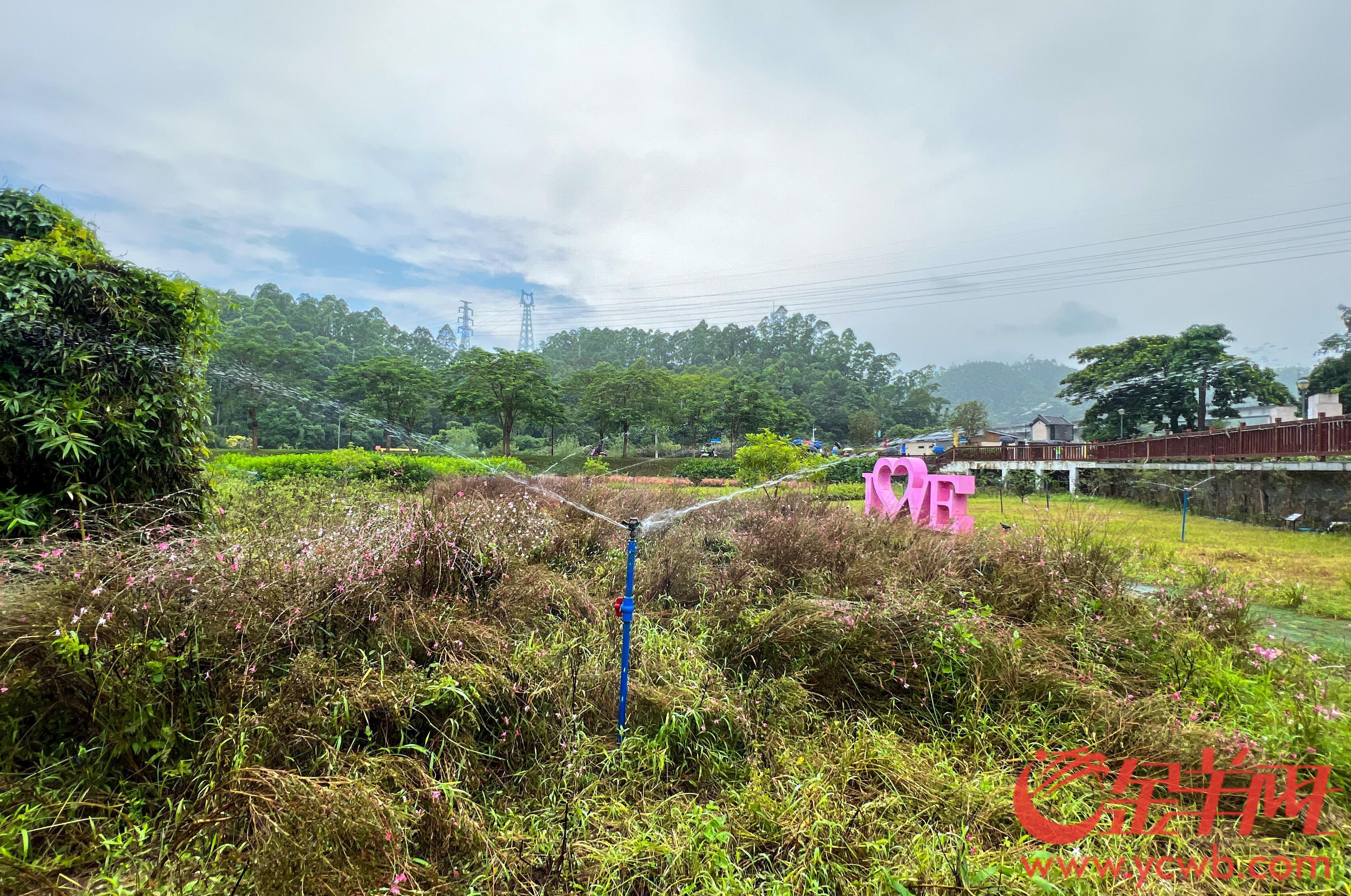 广州黄埔：昔日散排农污水如今“再生”润绿美(图6)