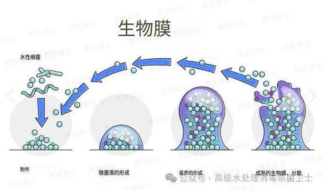 Kaiyun(中国体育):医药水处理纯化水管道生物膜处理方法避免清洗液工艺水菌落超标(图2)