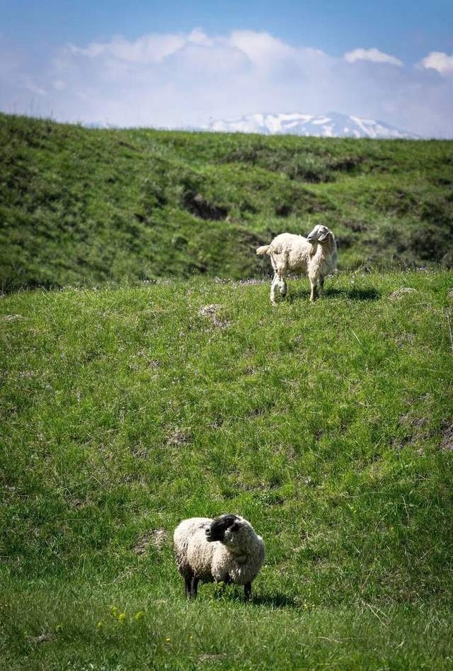 草中蒙哈国运大比较！地球知识局(图17)