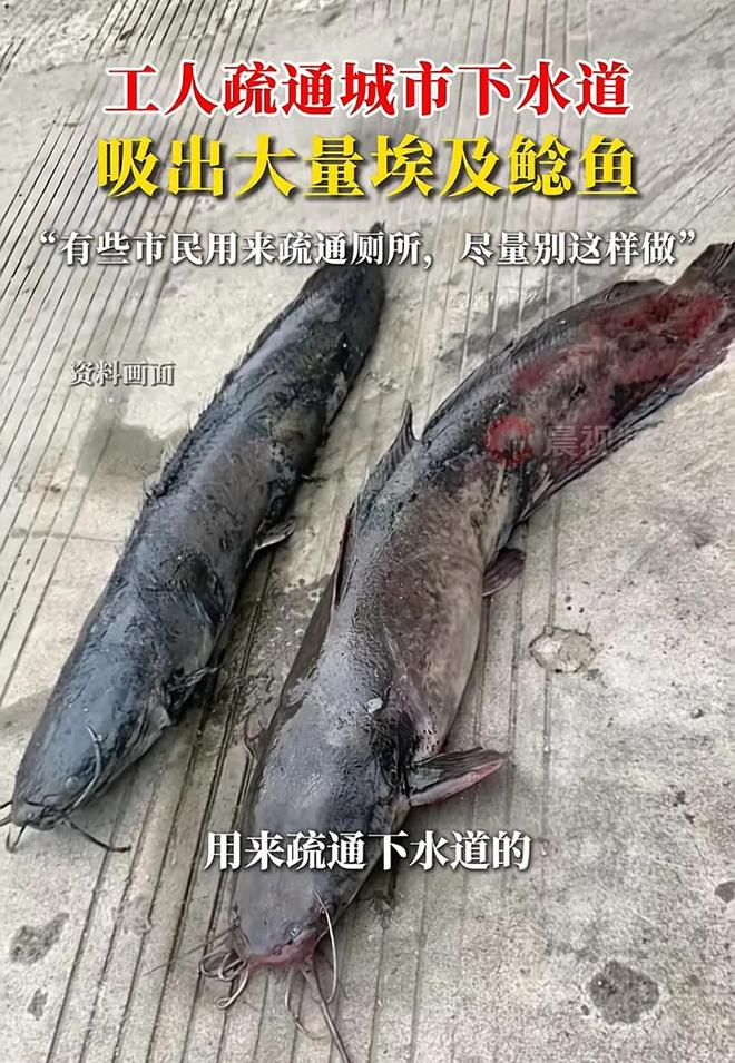 Kaiyun（中国体育）：工人疏通下水道吸出大量通厕所的鲶鱼！网友：看完评论再不吃烤鱼(图4)