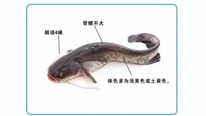 广西工人清下水道时被堵住管子吸不动发现十几条膘肥的大鲶鱼(图5)