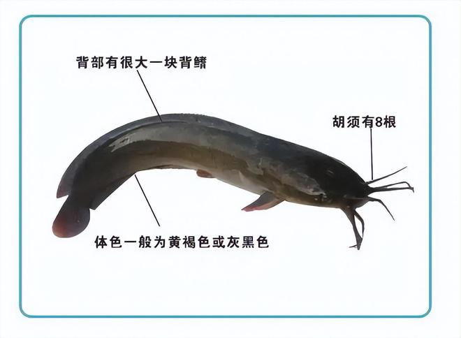 广西工人清下水道时被堵住管子吸不动发现十几条膘肥的大鲶鱼(图4)