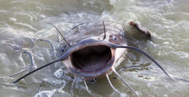 广西工人清下水道时被堵住管子吸不动发现十几条膘肥的大鲶鱼(图7)