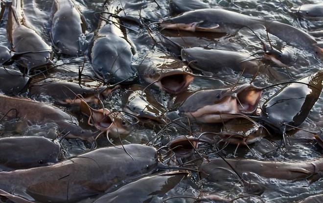 广西工人清下水道时被堵住管子吸不动发现十几条膘肥的大鲶鱼(图8)
