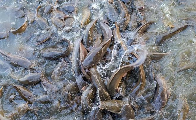 广西工人清下水道时被堵住管子吸不动发现十几条膘肥的大鲶鱼(图13)