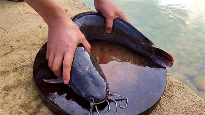 广西工人清下水道时被堵住管子吸不动发现十几条膘肥的大鲶鱼(图12)