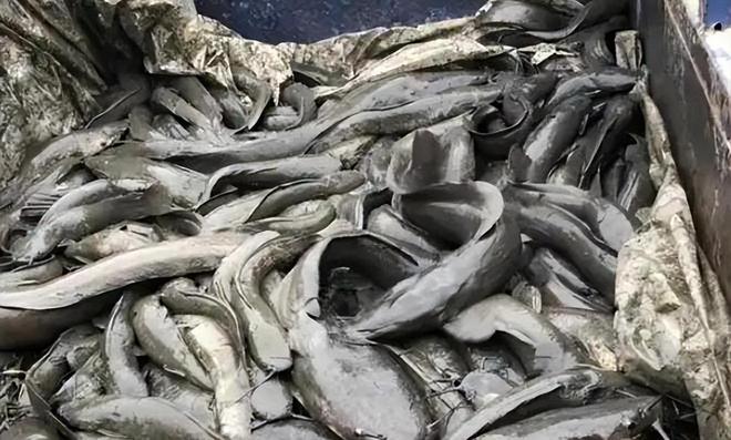 广西工人清下水道时被堵住管子吸不动发现十几条膘肥的大鲶鱼(图10)