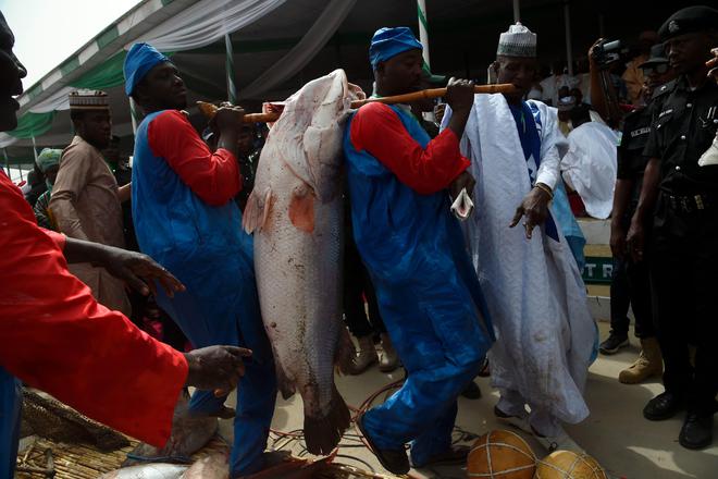 广西工人清下水道时被堵住管子吸不动发现十几条膘肥的大鲶鱼(图15)