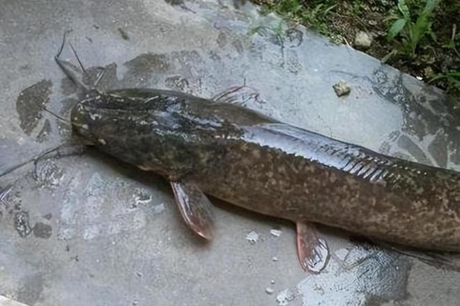 广西工人清下水道时被堵住管子吸不动发现十几条膘肥的大鲶鱼(图19)