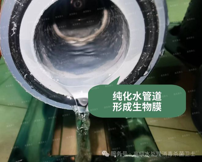医院纯化水管道清洗消毒？内镜室冲洗水洋葱伯克霍尔德菌污染方案(图2)