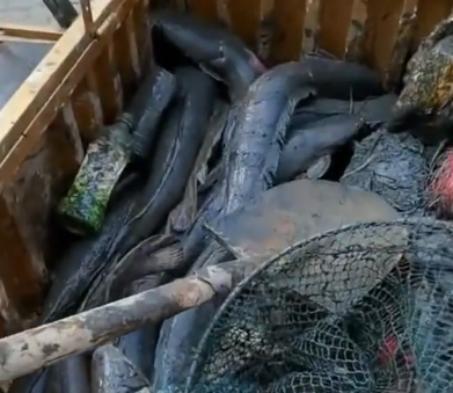 活久见!城市下水道吸出大量埃及鲶鱼用外来入侵物种通厕所?(图2)