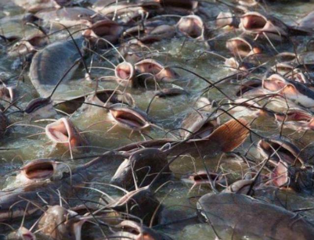 活久见!城市下水道吸出大量埃及鲶鱼用外来入侵物种通厕所?(图4)