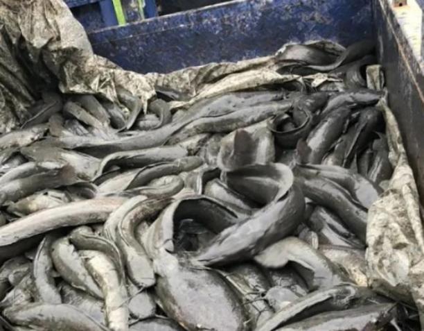 活久见!城市下水道吸出大量埃及鲶鱼用外来入侵物种通厕所?(图3)