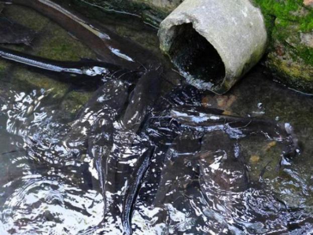 活久见!城市下水道吸出大量埃及鲶鱼用外来入侵物种通厕所?(图5)