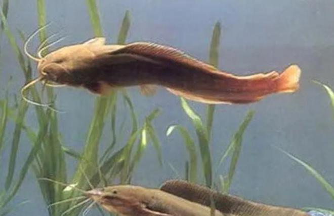 活久见!城市下水道吸出大量埃及鲶鱼用外来入侵物种通厕所?(图6)