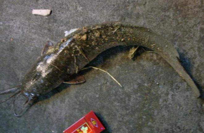 活久见!城市下水道吸出大量埃及鲶鱼用外来入侵物种通厕所?(图7)