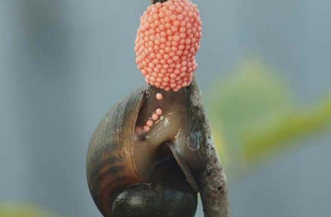 活久见!城市下水道吸出大量埃及鲶鱼用外来入侵物种通厕所?(图11)