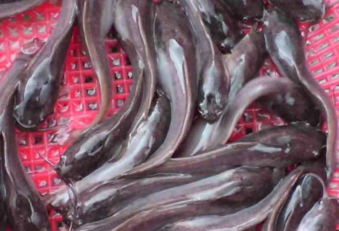 活久见!城市下水道吸出大量埃及鲶鱼用外来入侵物种通厕所?(图10)