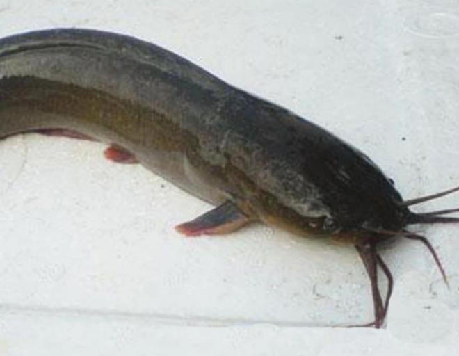 活久见!城市下水道吸出大量埃及鲶鱼用外来入侵物种通厕所?(图8)