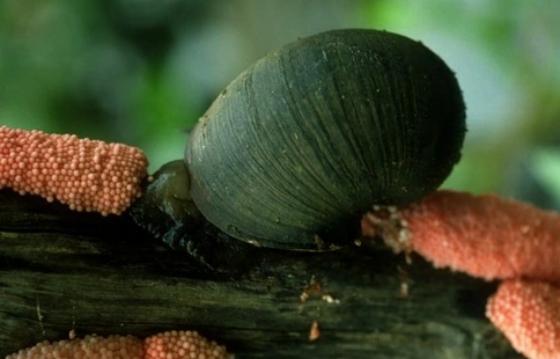 活久见!城市下水道吸出大量埃及鲶鱼用外来入侵物种通厕所?(图12)