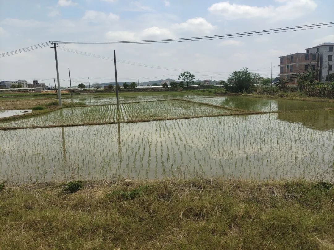 保饮水稳春耕横州市多措并举应对旱情(图11)