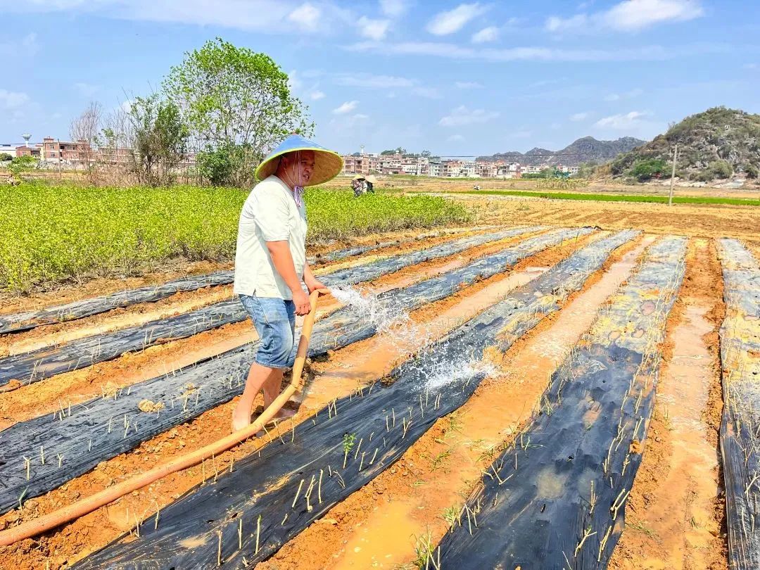 保饮水稳春耕横州市多措并举应对旱情(图18)