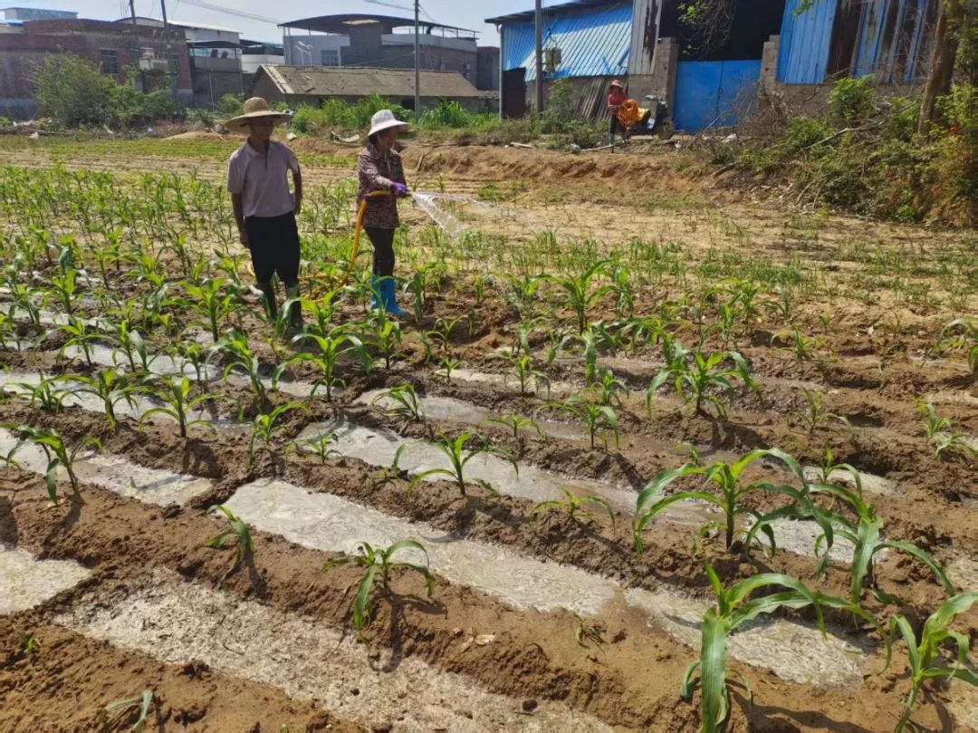 保饮水稳春耕横州市多措并举应对旱情(图28)
