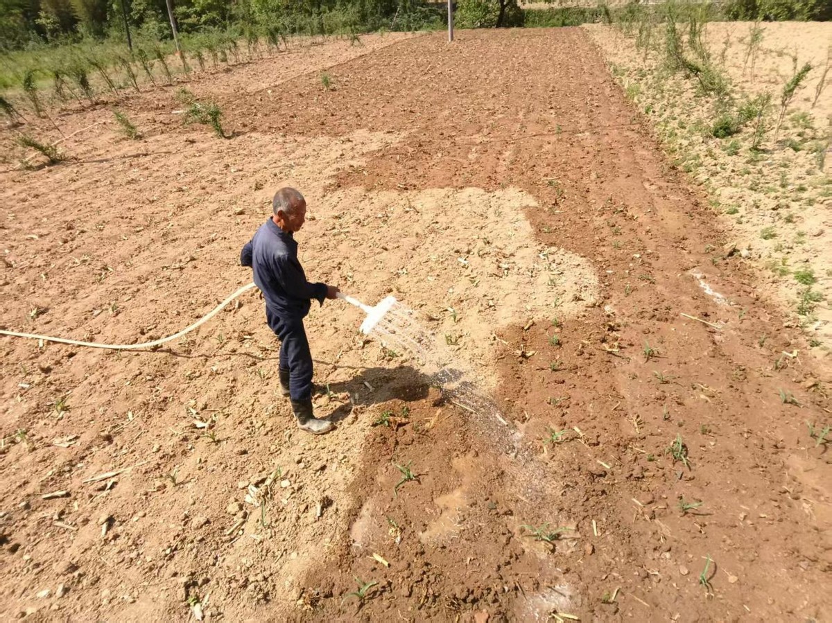 抗旱保苗护民生多措并举保丰收(图2)