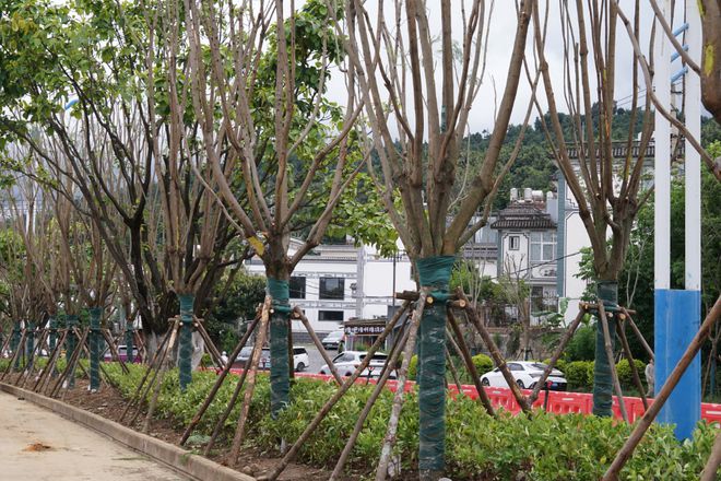 Kaiyun体育网站:“大凤路20”正在焕新(图5)