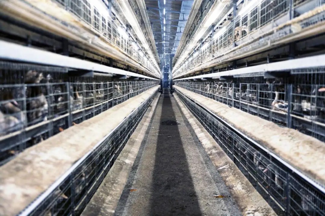 “楼”养鸭、“陆”养鱼、“棚”种树……看襄阳如何大力培植农业新质生产力！(图1)