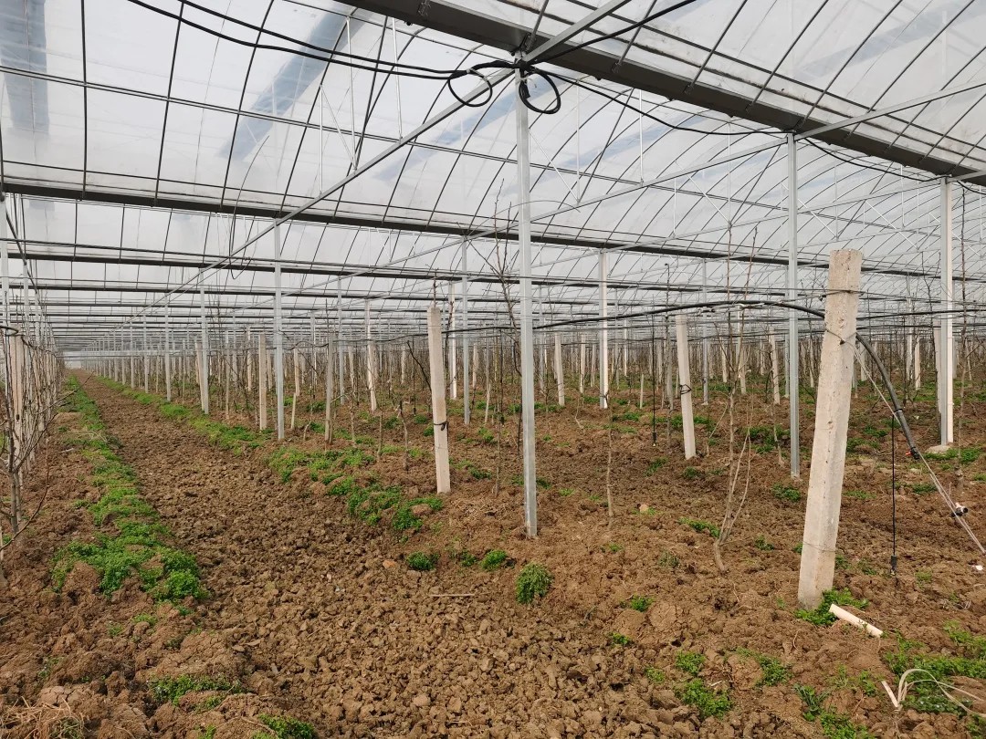 “楼”养鸭、“陆”养鱼、“棚”种树……看襄阳如何大力培植农业新质生产力！(图6)