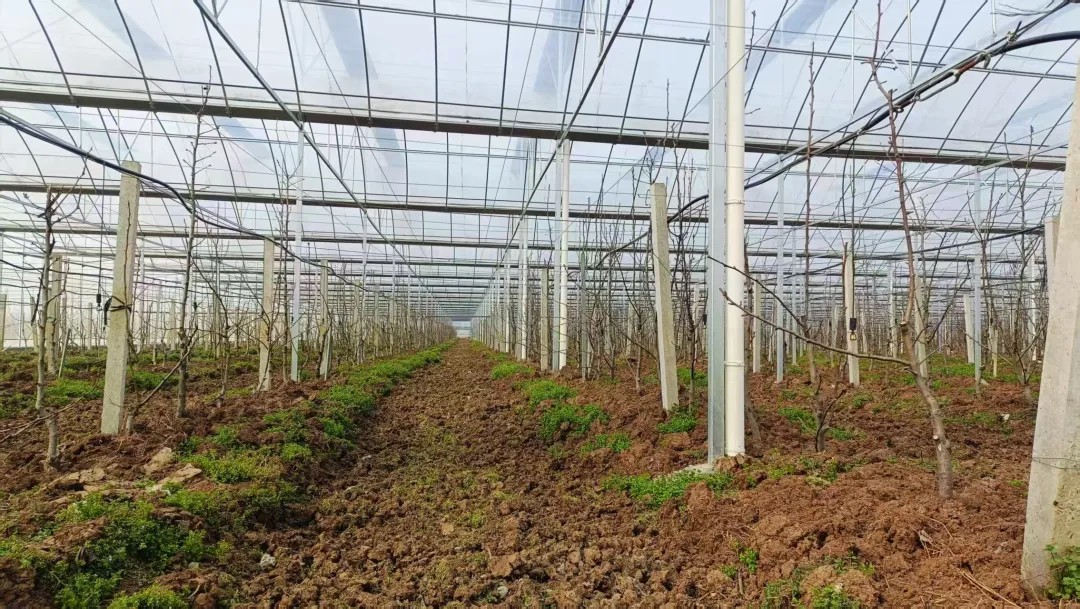 “楼”养鸭、“陆”养鱼、“棚”种树……看襄阳如何大力培植农业新质生产力！(图5)