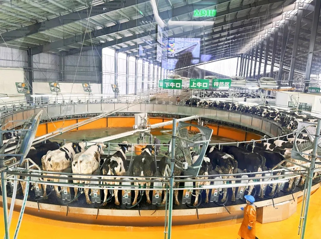 “楼”养鸭、“陆”养鱼、“棚”种树……看襄阳如何大力培植农业新质生产力！(图10)