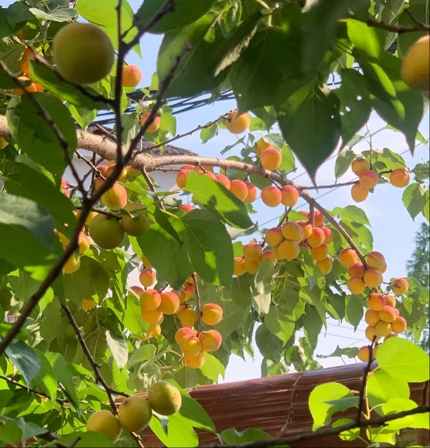 Kaiyun（中国体育）：比坐迈巴赫还刺激！泗洪网友太会玩了！(图1)