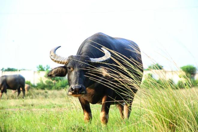 水牛奶也玩文字游戏?皇氏乳业“水牛”是商标?(图2)