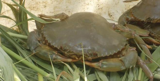 一只青蟹的“触网”远行(图4)