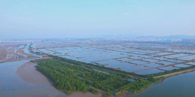 一只青蟹的“触网”远行(图2)