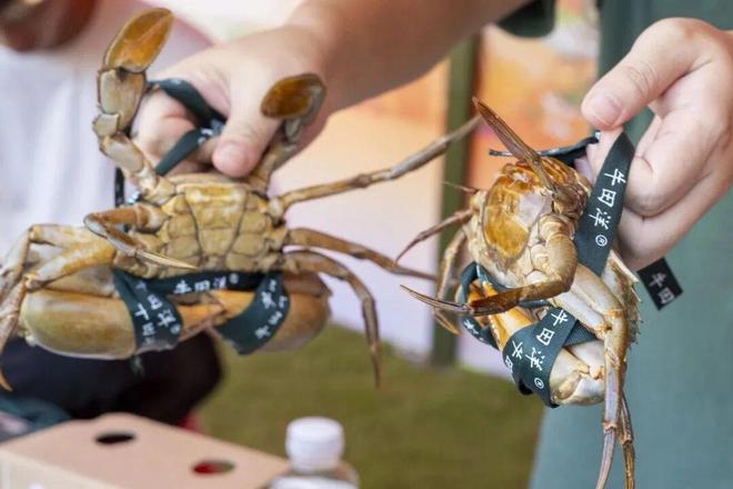 一只青蟹的“触网”远行(图1)