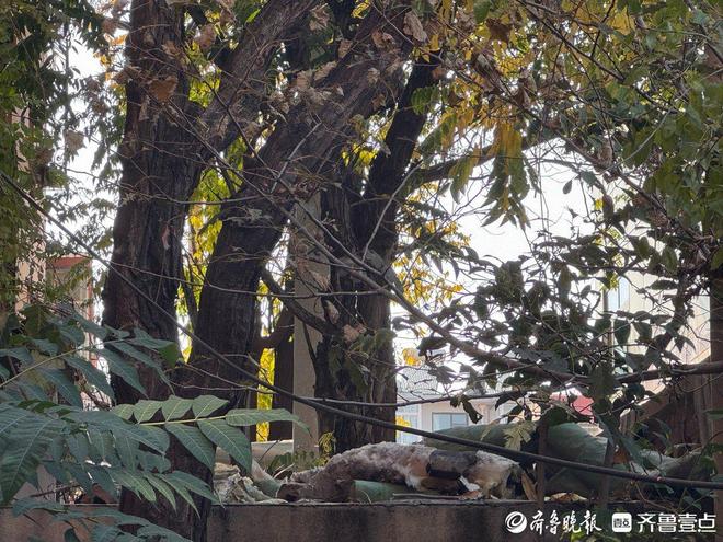 知您冷暖｜供暖维修后落下旧物料工作人员：将尽快清理(图1)