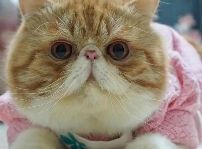 Kaiyun体育网站:猫的眼角有黑色的东西?去泪痕小妙招口碑好的去泪痕猫粮推荐(图3)