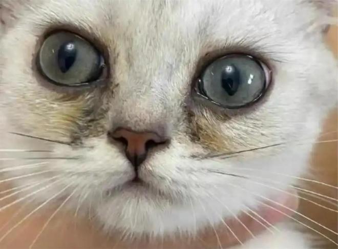 Kaiyun体育网站:猫的眼角有黑色的东西?去泪痕小妙招口碑好的去泪痕猫粮推荐(图1)