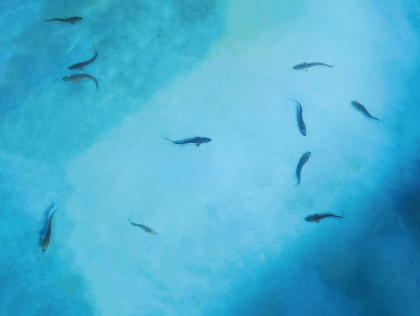 长约10厘米！首批“长江出生”中华鲟人工种群幼鱼长势良好(图1)