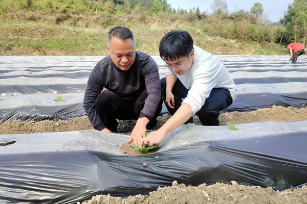 韦钦泉：青春在“金叶”沃土拔节生长(图1)